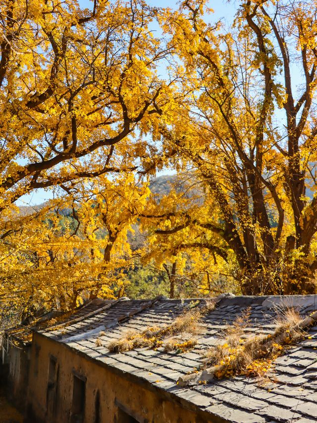 北京秋天任何人錯過這裡的銀杏都會遺憾。