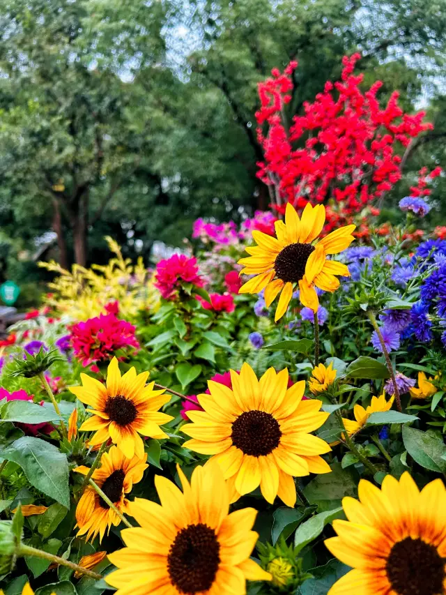 Suzhou's hidden autumn flower sea is accessible by subway and free of charge. 