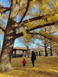 Explore the Beauty of Brooklyn's Prospect Park in Autumn