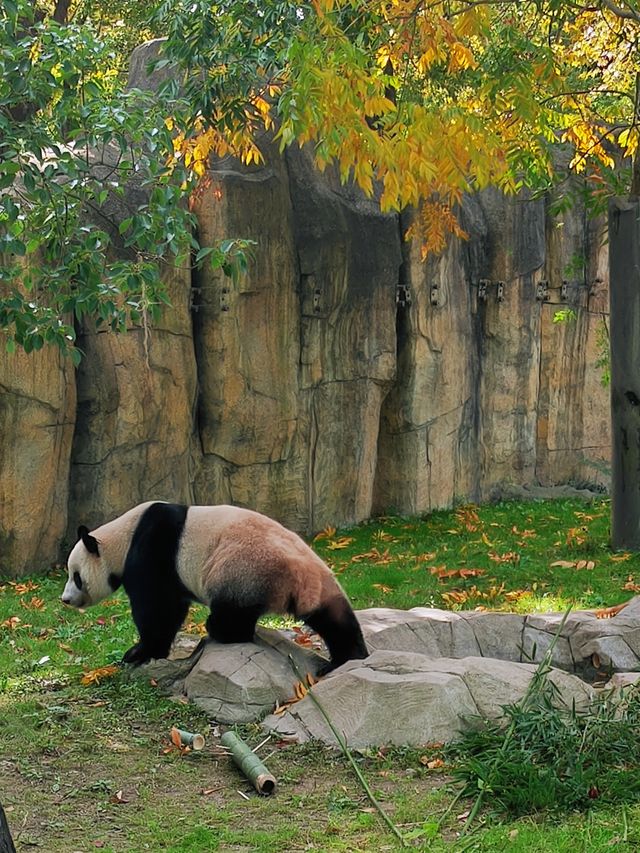 來上海野生動物園吧 這裡的熊貓寶寶超可愛。