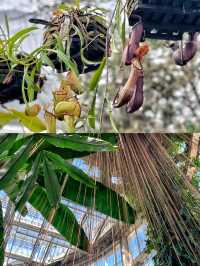 漫步愛麗絲仙境🫧亞特蘭大植物園。