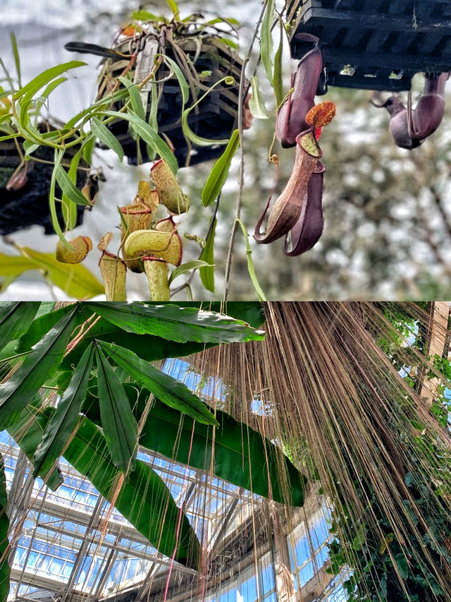 漫步愛麗絲仙境🫧亞特蘭大植物園。