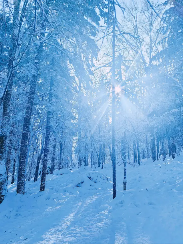 5-Day Harbin & Snow Town Itinerary: Avoid Tourist Traps with This Super Useful Guide!