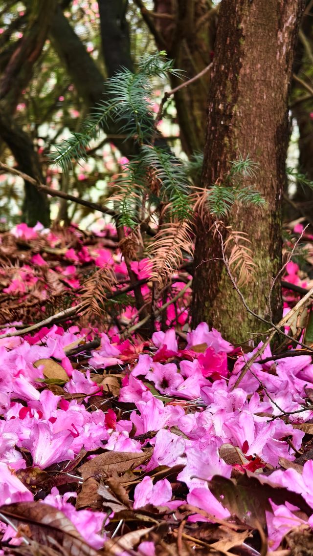 貴州畢節丨四月的映山紅翹首以盼。
