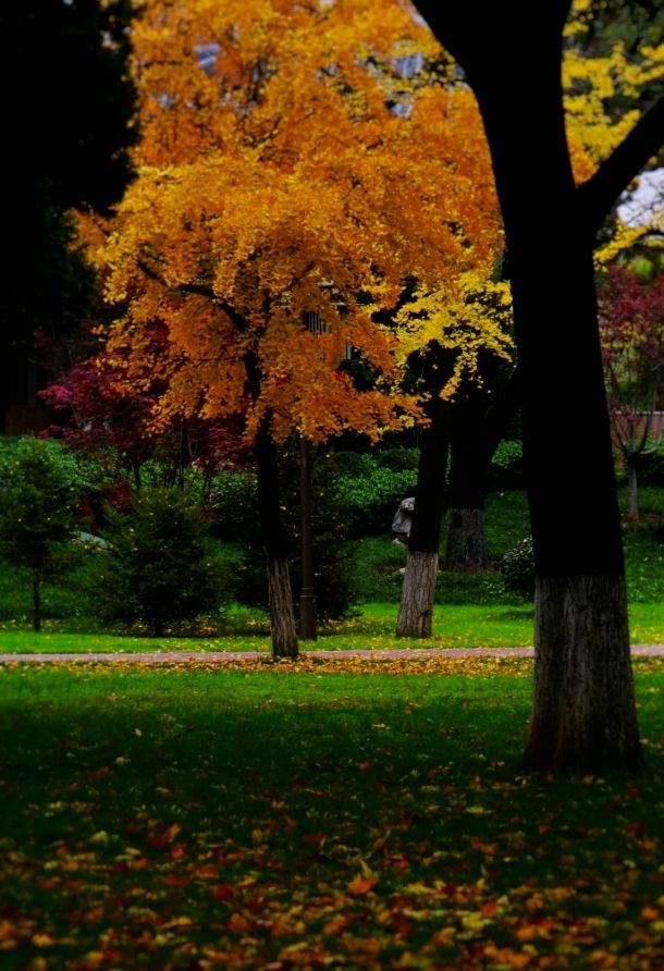 周末好去處——興慶公園。