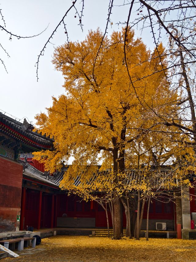 北京最神秘寺院？1年只開14天的承恩寺。