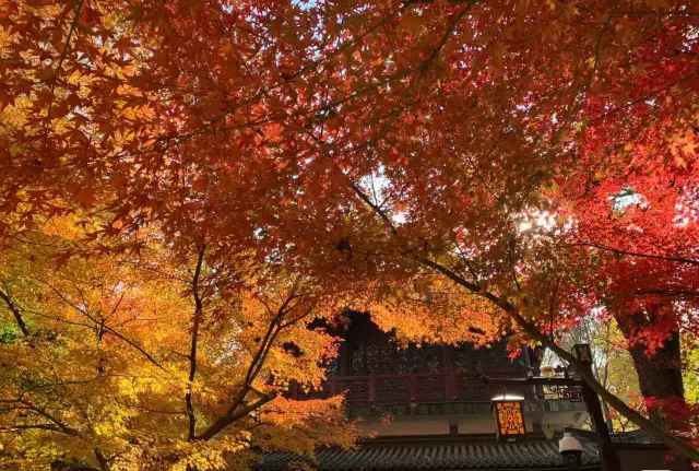 南京棲霞山賞楓全攻略 | 邂逅漫山紅葉。