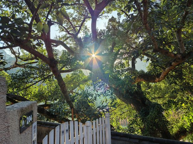 雲南文山壩美|和你共度三生三世十里桃花