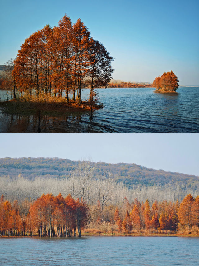 層林盡染，這片小眾紅杉林太值得