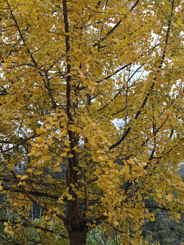 帽子峰原圖丨來對時候，銀杏、紅楓和落羽杉都看了