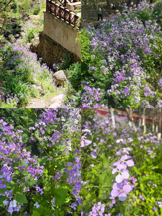 青島植物園！秋日限定美景~趕緊來撿秋啦！