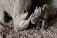 Adorable Baby Rhino Born at Melbourne Zoo