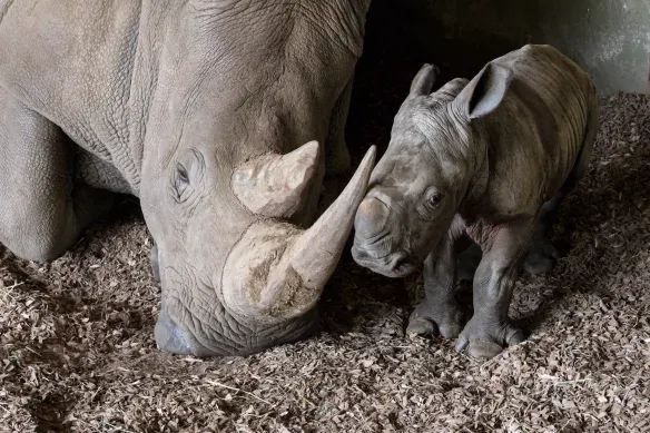 Adorable Baby Rhino Born at Melbourne Zoo