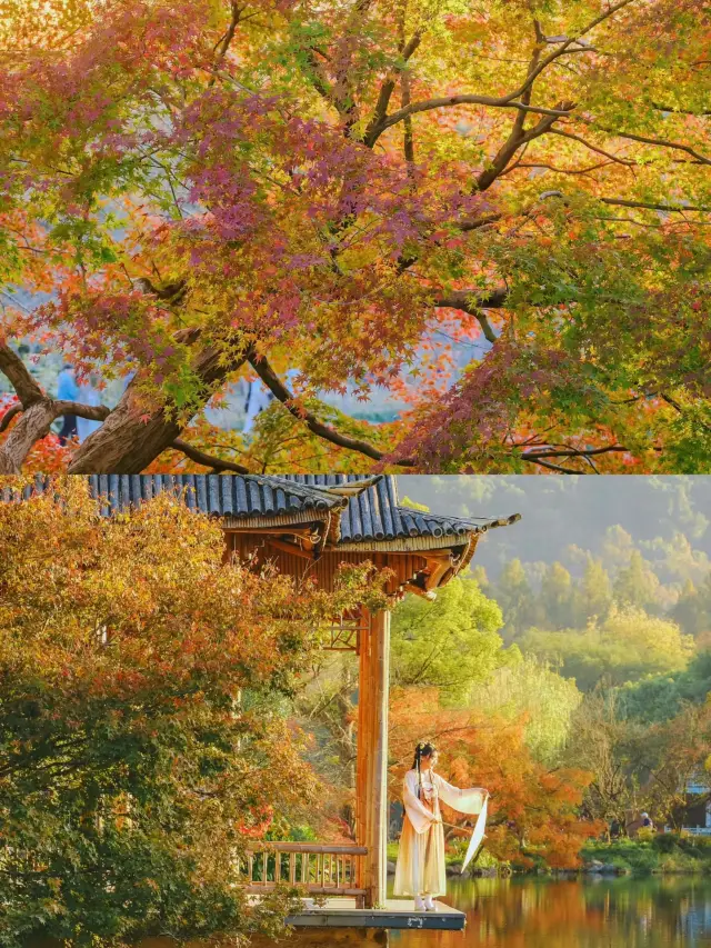 Maple Leaf Viewing in Hangzhou | A Stroll in a Painting! Viewing Fish at Flower Harbor
