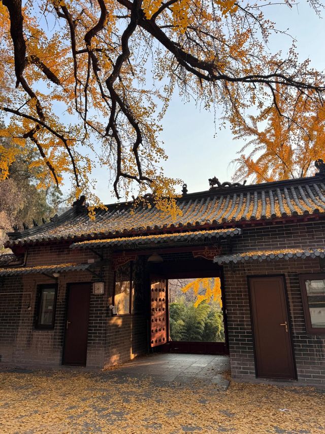 臨沂費縣叢柏庵，山寺清幽，來者皆誠！