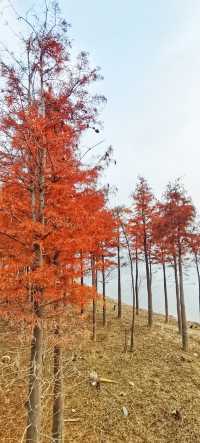 解鎖斜溪村紅樹林，感受自然的原始魅力