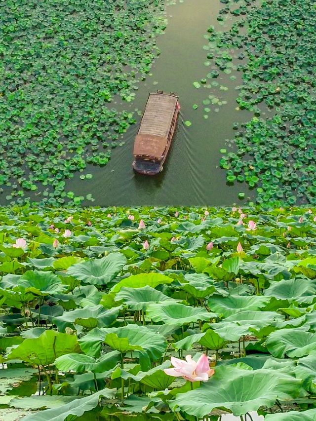 不在西湖是在江門！詩詞裡的遊船賞荷花