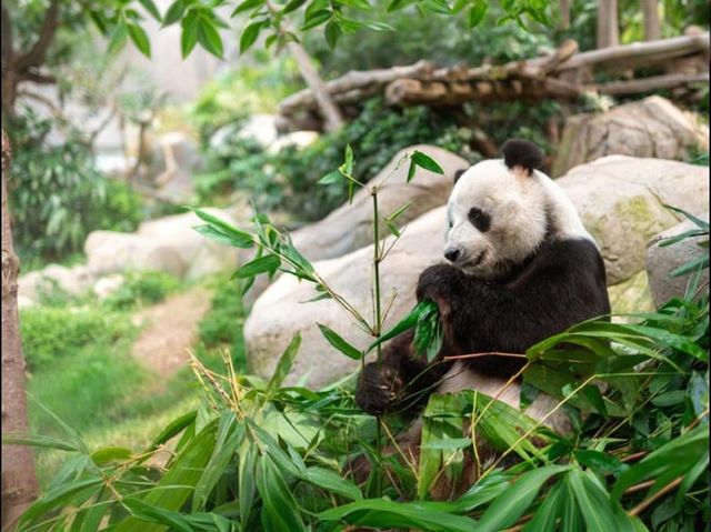 2025 香港海洋公園遊玩攻略，讓你輕鬆刷遍熱門設施
