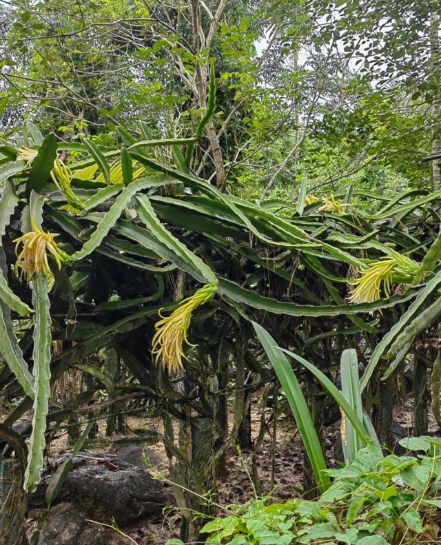 蛇年就來呀諾達，開啟雨林奇遇