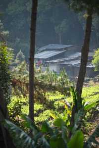 花語·值得等待的愛戀｜以茶聞名·普洱市