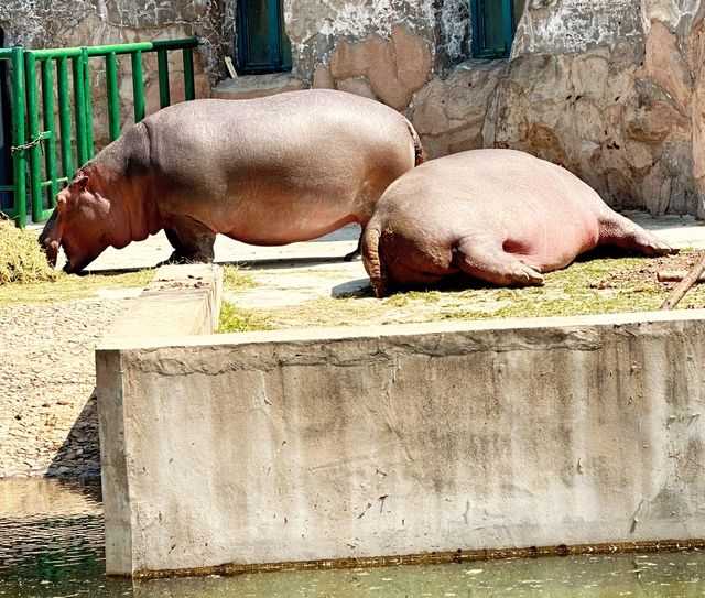 打卡-北方森林動物園