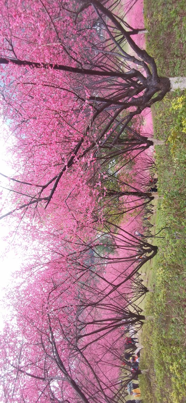 重慶｜紅岩上紅梅開