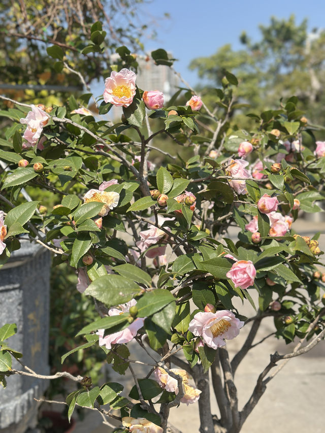 藏在石岩的絕美花木市場