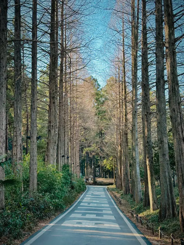 Beileite Camping Ground: A Dreamy Green Wonderland in Hangzhou
