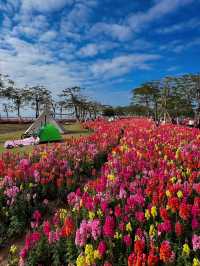 #珠海市花海長廊的絢麗風景