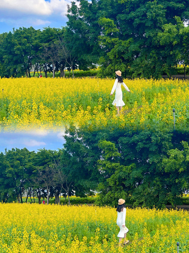 光明歡樂田園 ᵕ̈ 闖進春日的油菜花田