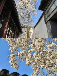 2025 蘇州玉蘭花賞花，3 月限定頂流，錯過再等一年