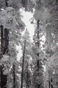 錦里古街和西嶺雪山，遊玩攻略在哪？