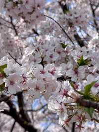 🌸上海虹口足球場，櫻花綻放的美景如詩如畫🌸