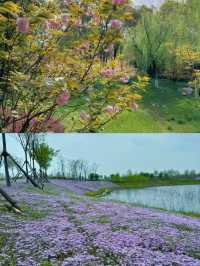 解鎖枝江金湖濕地公園，藏在湖北的生態寶藏