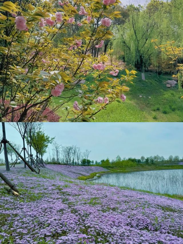 解鎖枝江金湖濕地公園，藏在湖北的生態寶藏