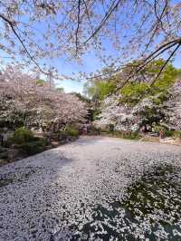 上海｜魯迅公園水上櫻花🌸3月實拍超絕美！