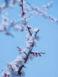 合肥的杏花要開在杏花公園，才算對味！