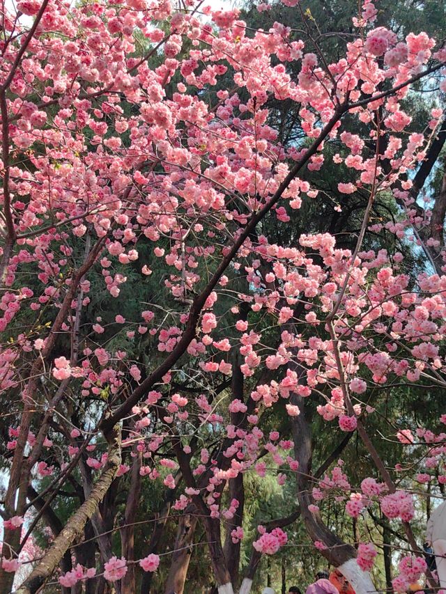 昆明最美的櫻花
