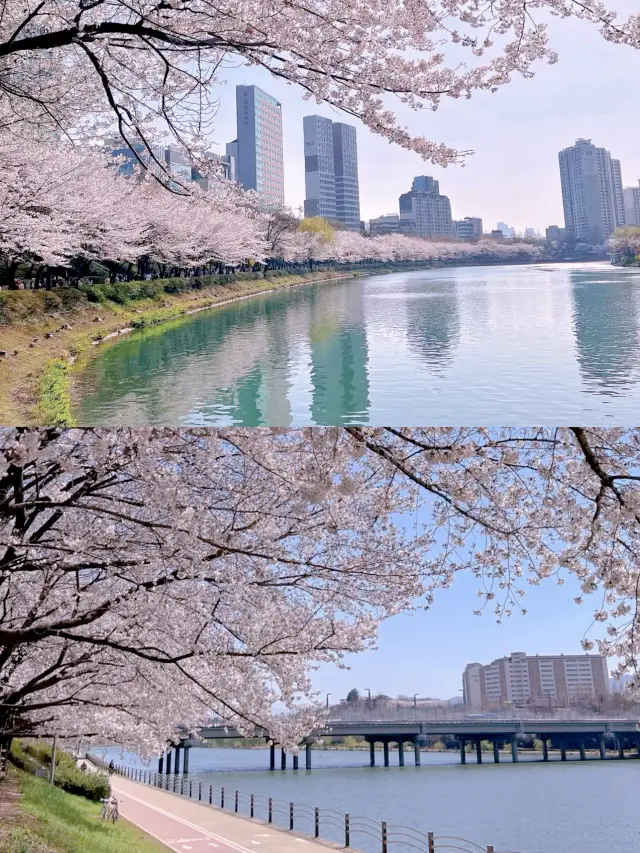Hãy đến đây để thưởng thức hoa anh đào vào mùa xuân: Seoul