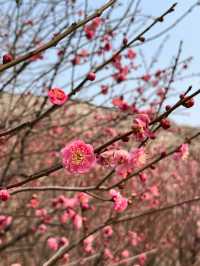 明城牆遺址的梅花～