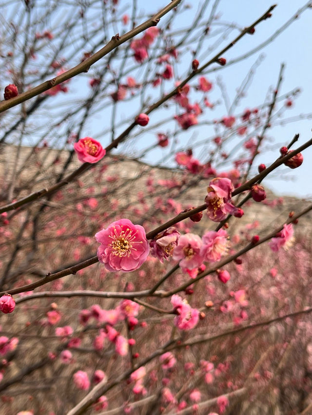 明城牆遺址的梅花～