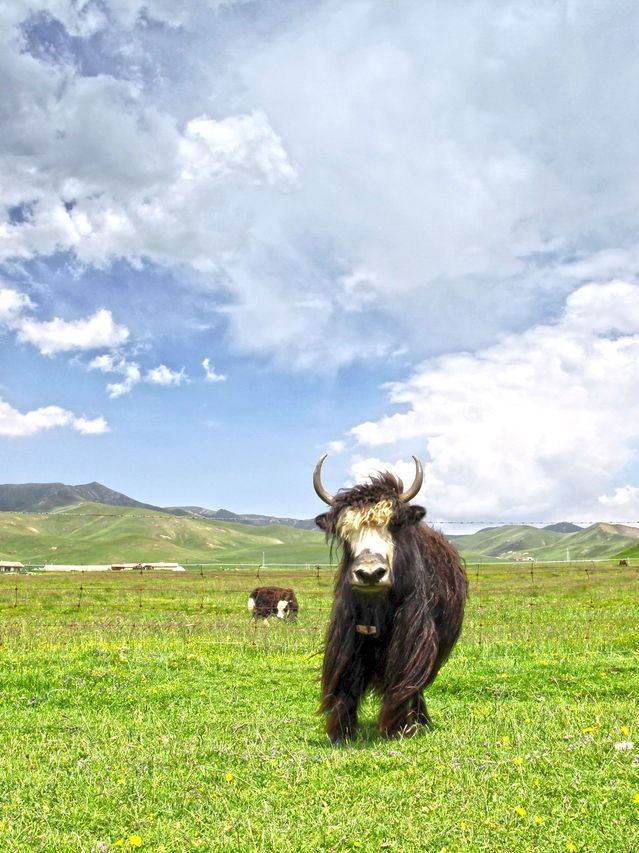 青海西寧-青海湖7日遊|超詳細攻略 讓你玩轉大美青海 青海西寧-青海湖7日遊|超詳細攻略 讓你玩轉大美青海