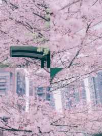 貴陽觀山湖公園——最美櫻花打卡攻略