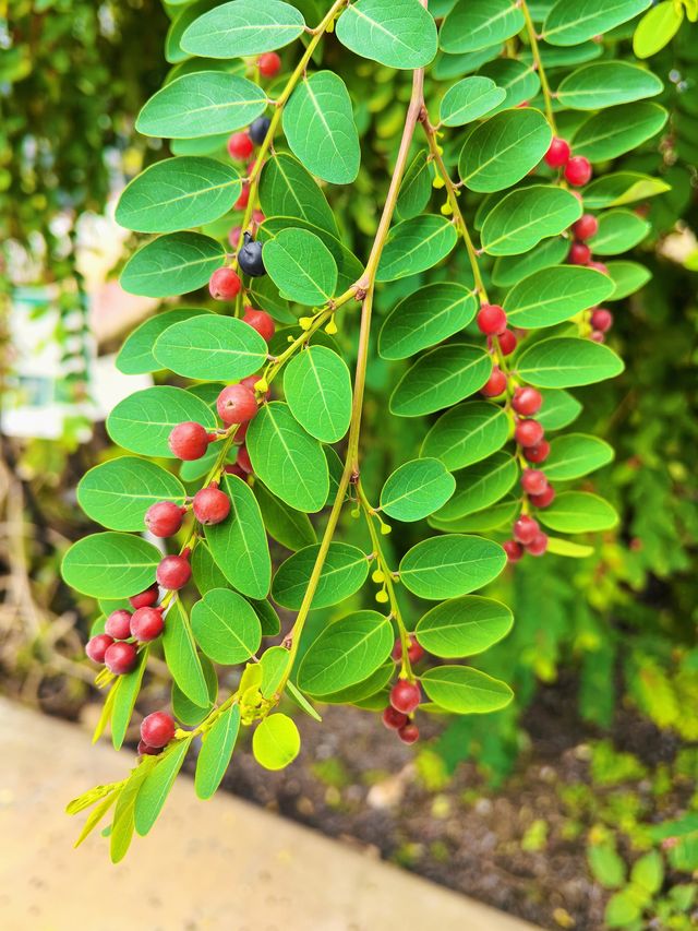 小石川植物園探秘｜未綻放，邂逅東京隱秘花園