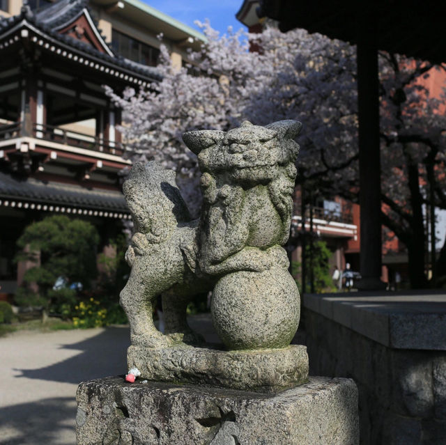 🌸博多東長寺的櫻花，是今年最難忘的詩篇