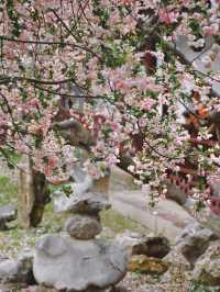 南京這個免費公園才是春日賞花天花板吧！