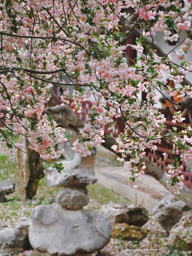 南京這個免費公園才是春日賞花天花板吧！
