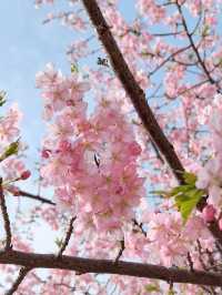 🌸 上海辰山植物園的河津櫻開了！ 