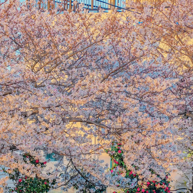 我不會放棄去濟州島看櫻花的🌸