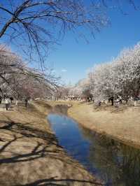 今日嘅奧北森林公園桃花溝